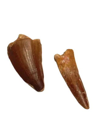 Fósiles Spinosaurus y Mosasaurus