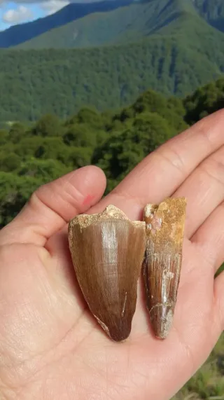 Fósiles Spinosaurus y Mosasaurus