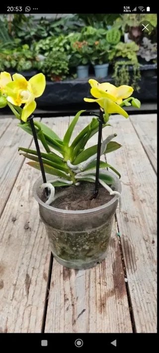 Orchidea Phalaenopsis Gialla