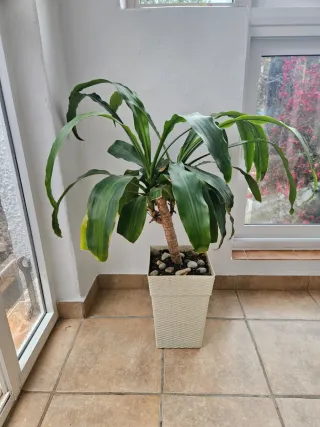 Planta de interior Dracaena