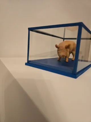 Figura de cerdo en vitrina azul venta en persona.