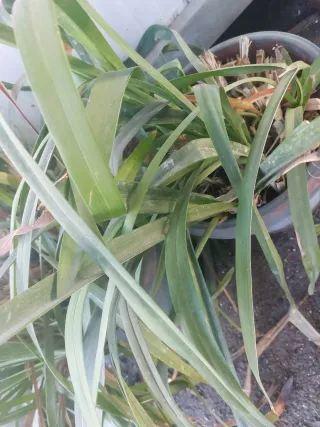 Talea di orchidea costo 3.00 cadauno