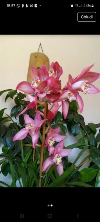 Talea di orchidea costo 3.00 cadauno