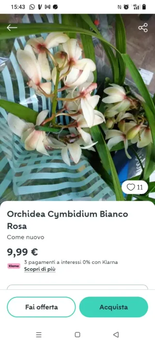 Talea di orchidea costo 3.00 cadauno