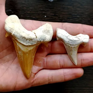 Fósil Diente Tiburón megalodon mineral dinosaurio