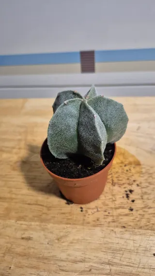 Cactus Astrophytum