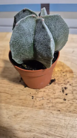 Cactus Astrophytum