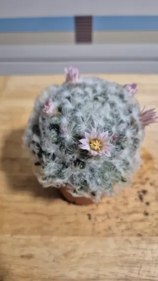 Cactus Mammillaria plumosa con flores