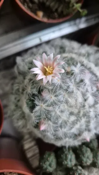Cactus Mammillaria plumosa con flores