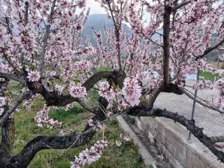 Servicio de polinización con abejas