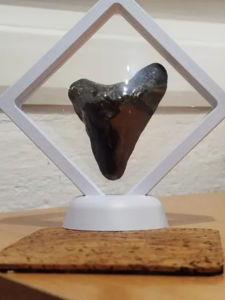 Diente Megalodon Fósil 6.5 cm Caja Regalo