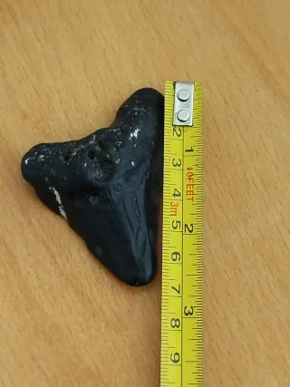 Diente Megalodon Fósil 6.5 cm Caja Regalo