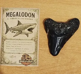 Diente Megalodon Fósil 6.5 cm Caja Regalo