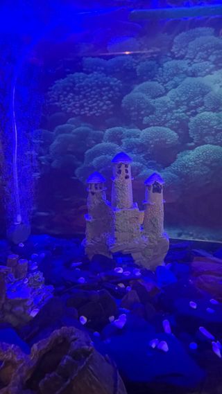 Pecera 400L con mesa y filtro