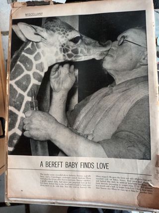 12 revistas LIFE años 50