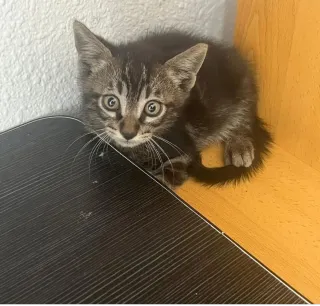 Somos asociación de gatitos sin hogar ,hablame