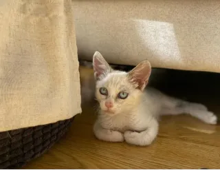 Somos asociación de gatitos sin hogar ,hablame