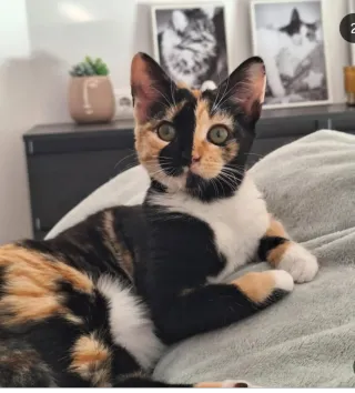 Somos asociación de gatitos sin hogar ,hablame