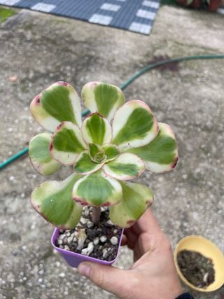 Aeonium Zuse pianta radicata