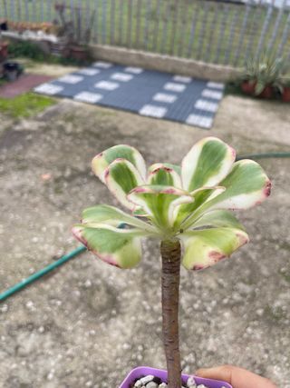 Aeonium Zuse pianta radicata