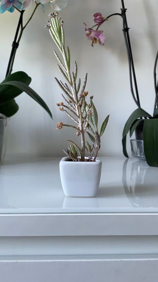 Maceta mini de cerámica blanca