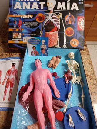 Juego anatomía humana