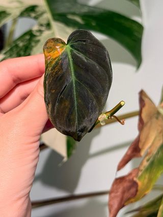 Philodendron Micans Pink (D)