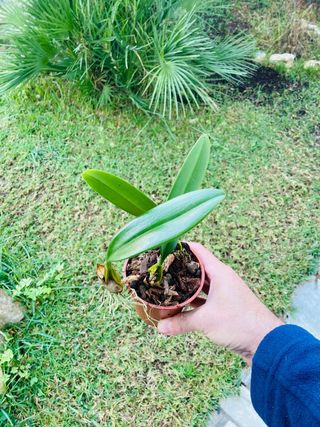Bulbophyllum elizabeth ann Buckleberry