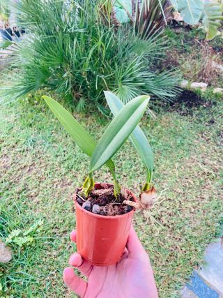 Bulbophyllum elizabeth ann Buckleberry