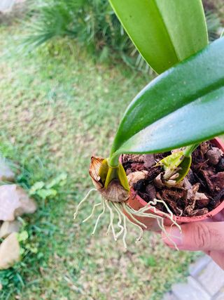 Bulbophyllum elizabeth ann Buckleberry