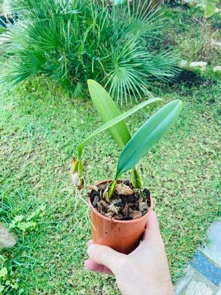Bulbophyllum elizabeth ann Buckleberry