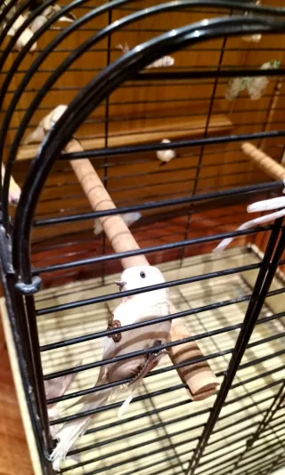 Jaula para pájaros negra y beige