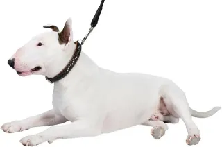 Collare per cane in cuoio con borchie 58-63cm