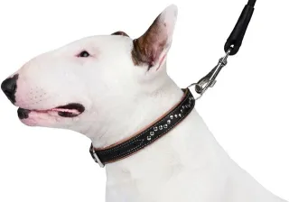 Collare per cane in cuoio con borchie 58-63cm