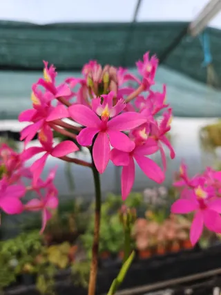 Epidendrum