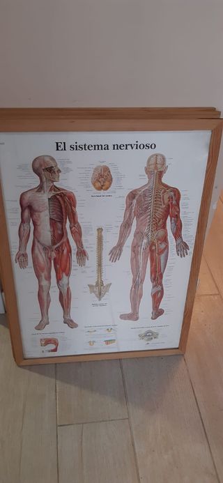 LAMINAS DE ANATOMIA