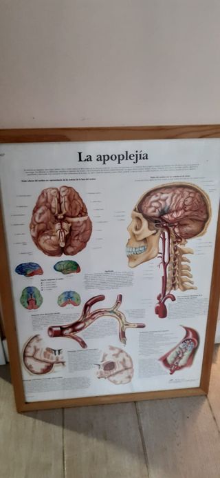 LAMINAS DE ANATOMIA
