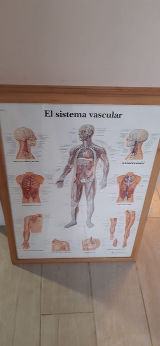 LAMINAS DE ANATOMIA