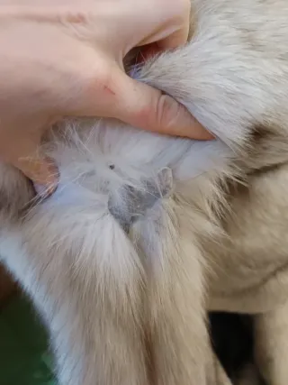 Pelliccia elegante bianco/grigio