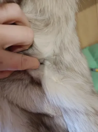 Pelliccia elegante bianco/grigio