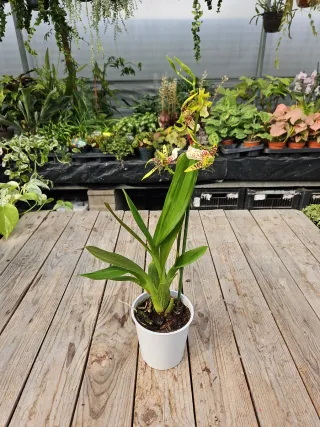 Orquídea