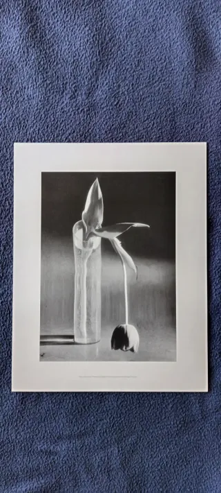 5 Litografias André Kertesz 1894-1985