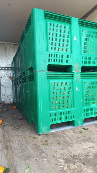 Busco cuadrilla para cojer naranja para zumo