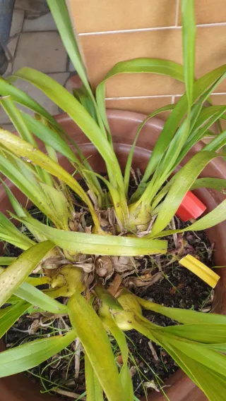 Orquídeas 2 cores: Amarela e Roseo