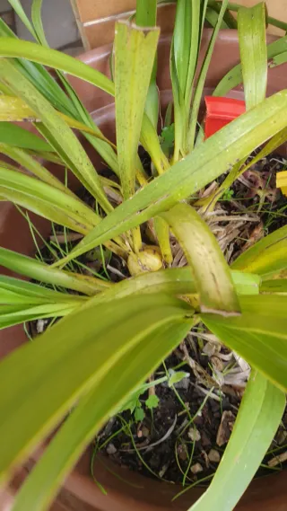 Orquídeas 2 cores: Amarela e Roseo