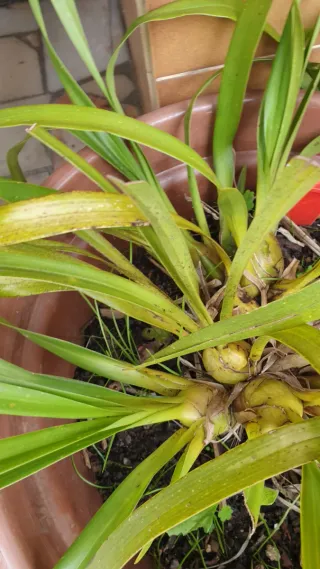 Orquídeas 2 cores: Amarela e Roseo