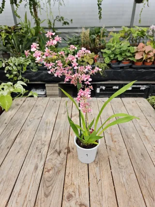 Orquídea Oncidium twincle