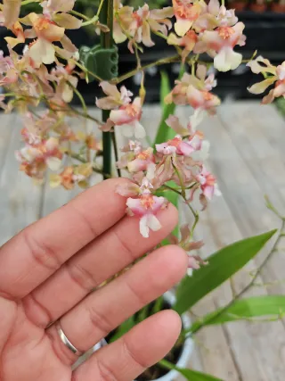 Orquídea Oncidium twincle