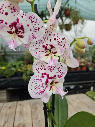 Orquídea Phalaenopsis