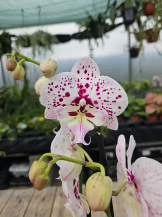 Orquídea Phalaenopsis